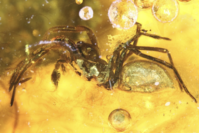 Close up of spider caught in amber