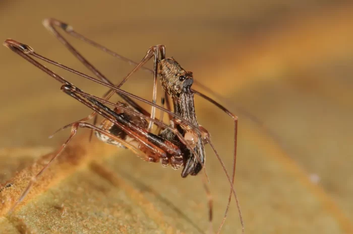 Close-up of Pelican Spider