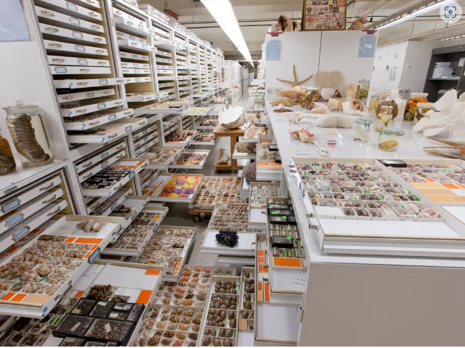 Forced perspective image of invertebrate zoology collection with drawers open and specimens on display