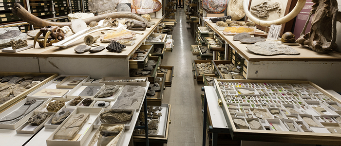 1.1 Billion Objects and Counting: Inside the Effort to Tally Natural History Specimens Around the Globe