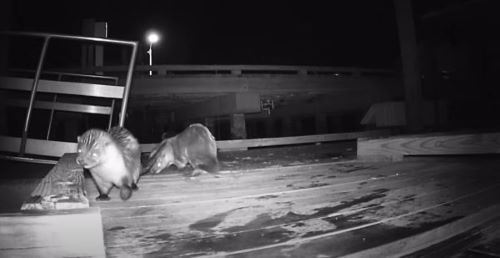 Night vision photograph of otters on dock