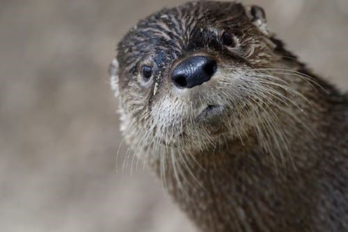 Close up of otter peering into the camera