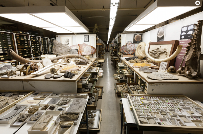 Open drawers and shelves showing specimens from the the Paleobiology Collection