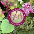 Graphic for Redbud Phenology Project