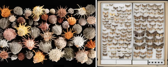 Side by side photos of spiny oysters and moths from NMNH collections