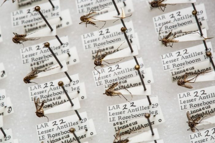 labeled mosquito specimens