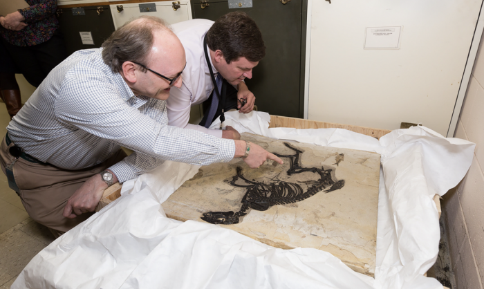 Johnson and Sues examine a fossilized skeleton