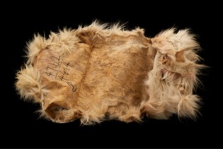 Underside of wooly dog pelt