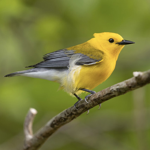 Yellow finch on tree branch