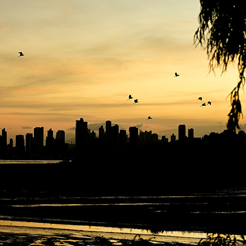 Photo of sunset skyline with cranes flying across sky