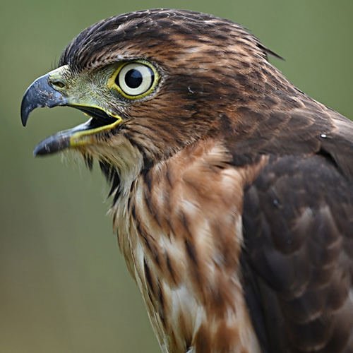 Close-up of Hawk