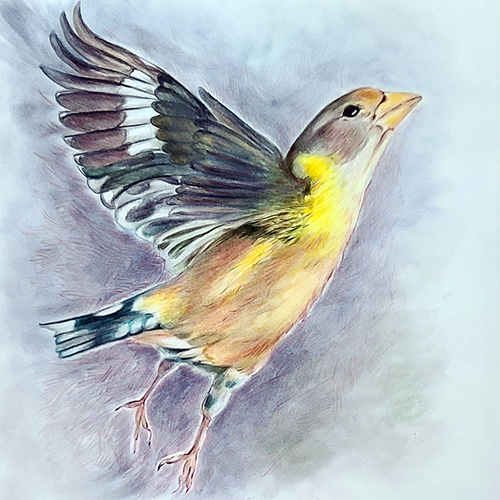 Pastel drawing of yellow finch