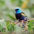 Tanager perched on coffee plant