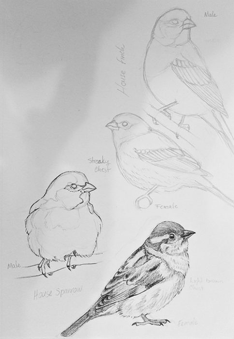 Pencil sketches of House Sparrow