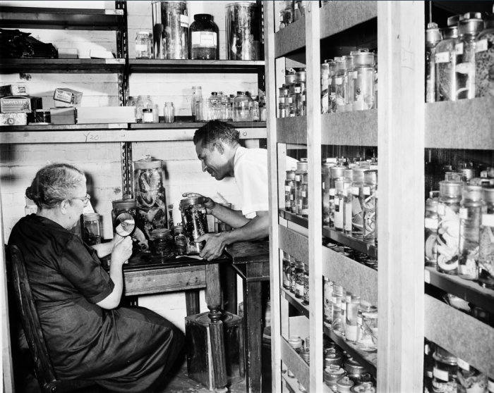 B&W photo of Cochran and Hampton working among the collections