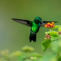 Emerald hummingbird with orange lantana flower