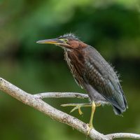 Green heron on branch