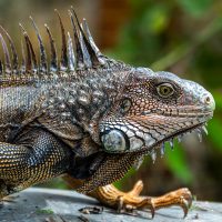 Close up of iguana