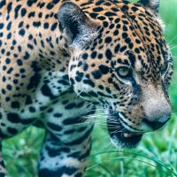 Close-up of jaguar in the grass