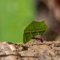 Ant carrying bit of cut leaf