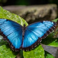 Iridescent blue butterfly