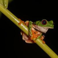 Close up of tree frog on stem