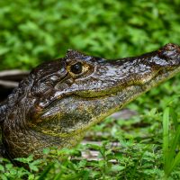 Close-up of caiman