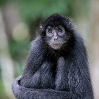 Spider monkey hugging itself and looking wistful