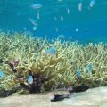 Chromis reef fish swim among healthy staghorn coral