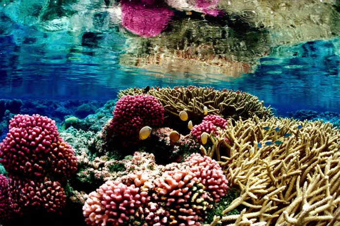 Summit on Ocean Biodiversity: Collaboration is critical