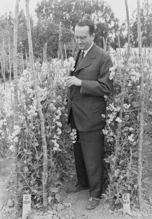 B&W photo of man examining sweet pea plants