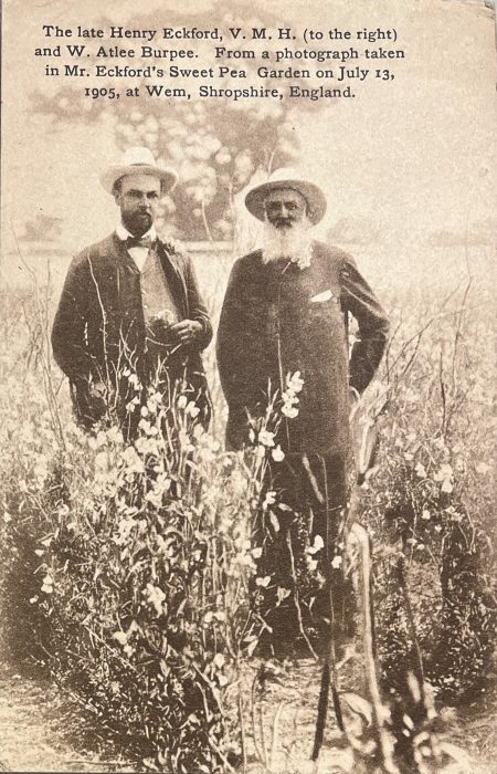 Postcard featuring photo of W Atlee Burpee and Henry Exford among sweet pea plants