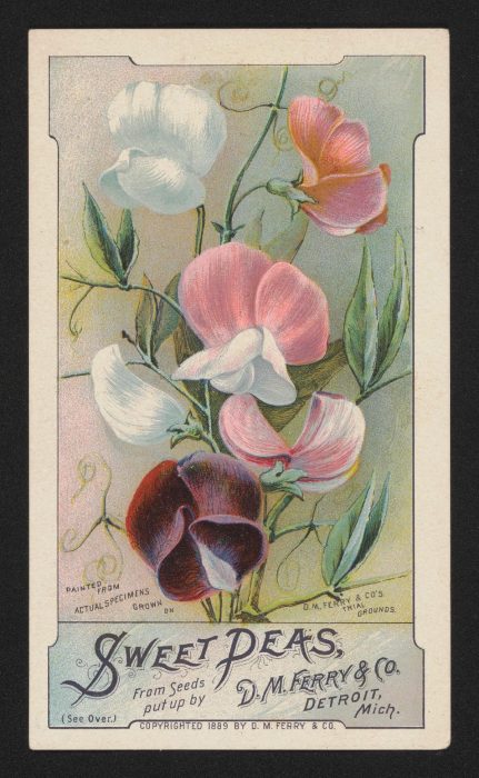 pastel ad for sweet peas featuring pastel painting