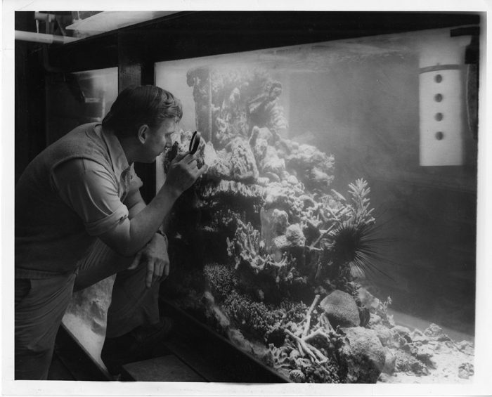 B&W photo of scientist peering into large aquarium with corals