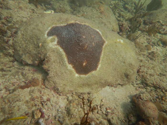 Section of diseased coral with little remaining live tissue