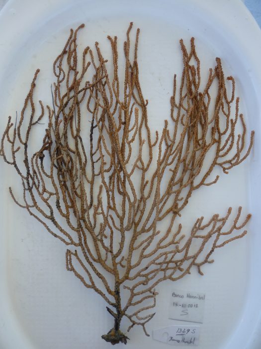 A specimen branch of coral labeled for collection