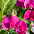 Close up of puink sweet pea flowers