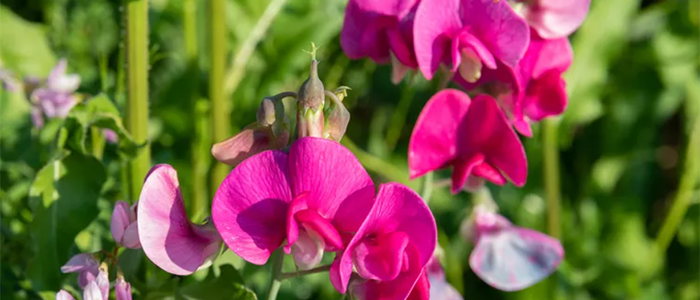 Sweet peas for your sweetheart