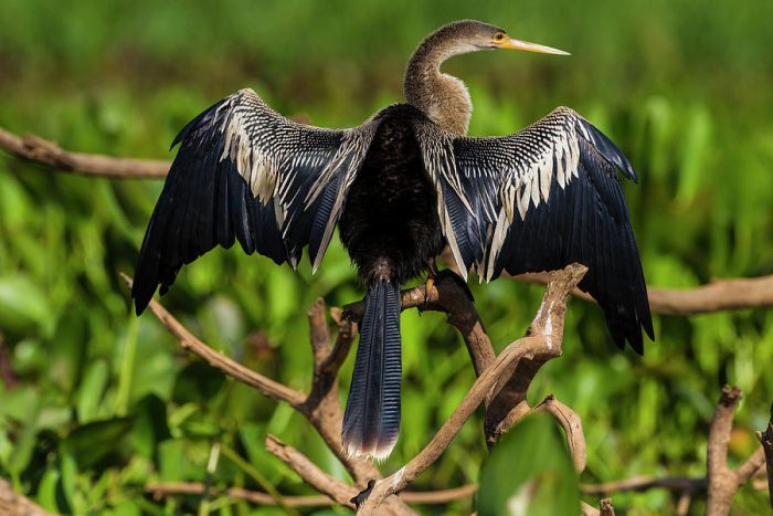 Large stork-like bird with wings outspread