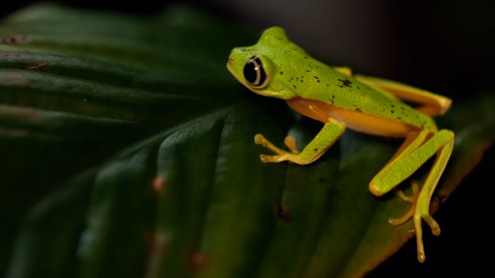 Small green frog on leafe