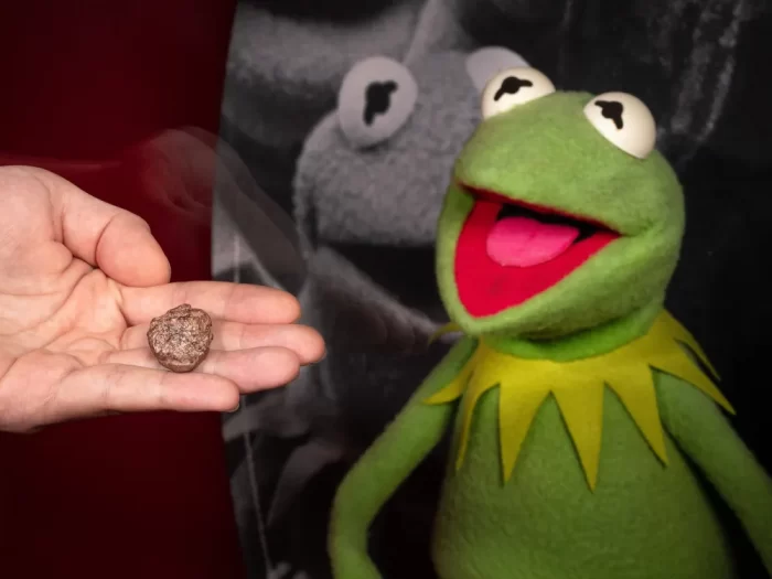 Composite photo of hand holding small fossil skull next to image of Kermit the Frog muppet