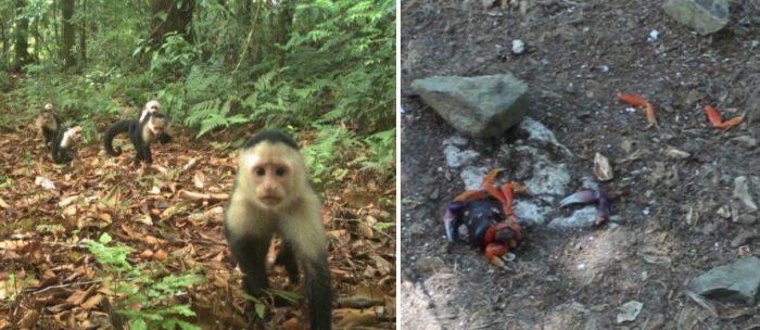 Side by side photos of capuchin monkey and crab shells