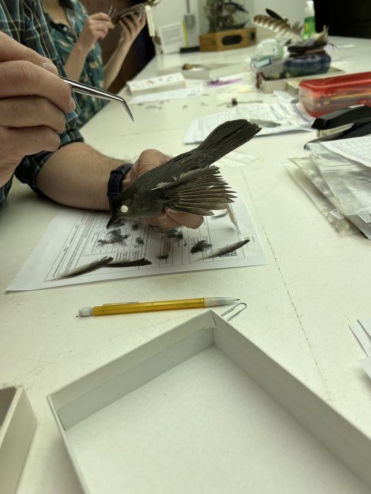 Close up of tech examining bird in lab