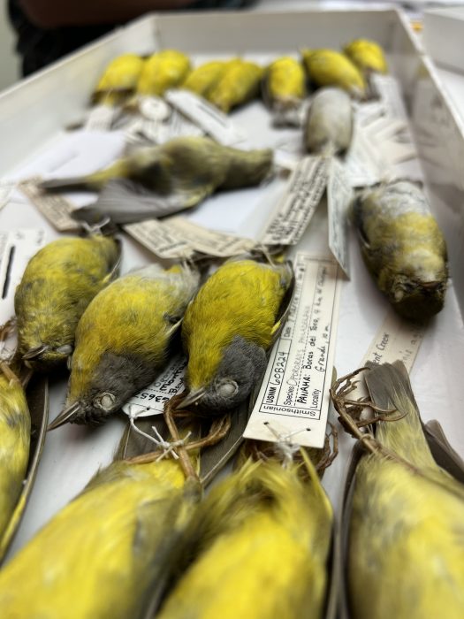 Several yellowish birds in specimen drawer