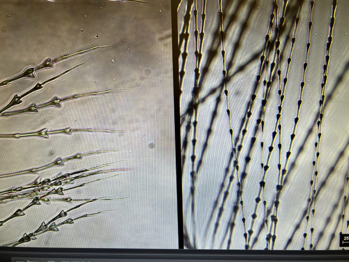 Microscope slide image showing detailed differences between two feathers