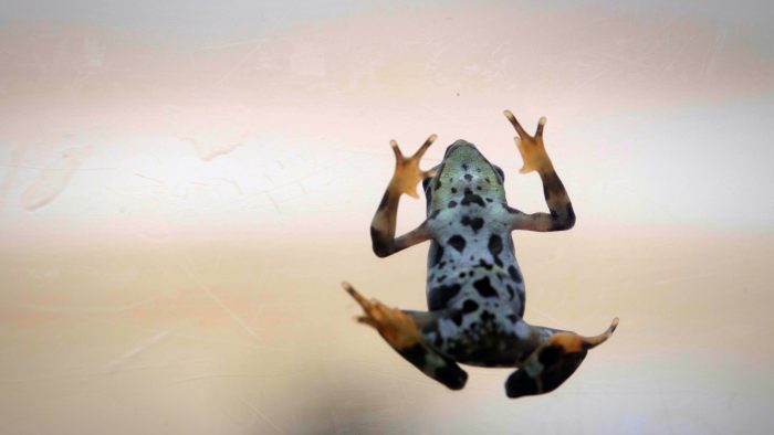 Frog's underbelly as seen through glass