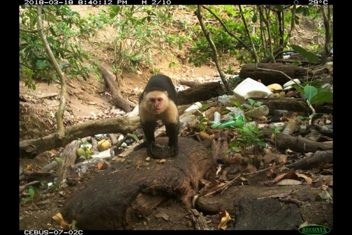 screen shot of capuchin monkey taken from trail camera