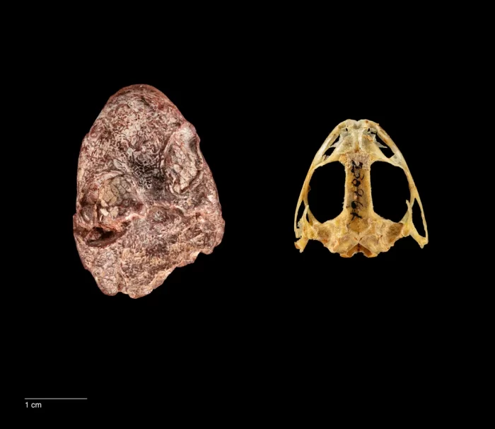 Side by side images of fossil and modern frog skulls