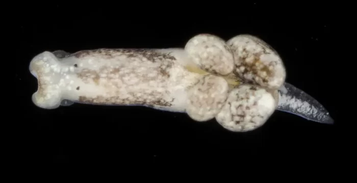 image of sea slug on black background