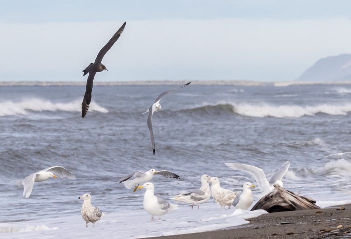 Seabirds